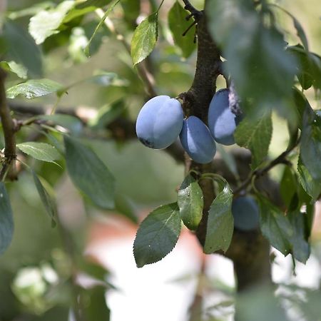 Vila Andrea Danilovgrad Ngoại thất bức ảnh